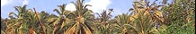 Allepey City Guide-Kerala-India, Eindiatourism
