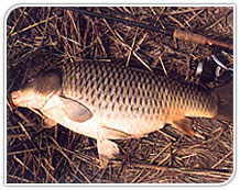 Mahseer