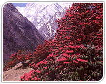 Valley of Flowers