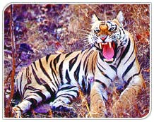 Tiger in Bandhavgarh