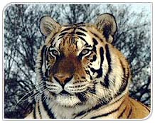TIger in Kanha