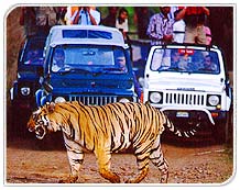 Tiger Safari in Bandhavgarh National Park