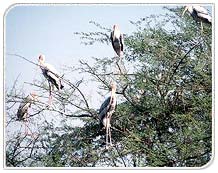 Birds on Tree, Bharatpur