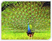 Peacock on Bharatpur Bird Sanctuary