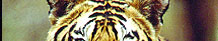 Corbett Travel Guide