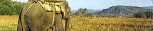 Corbett Travel Guide