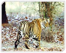 Tiger in Corbett Wildlife Park