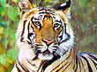 Tiger in Corbett