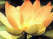 Lotus, National Flower