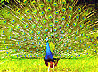 Peacock, National Bird