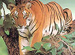 Tiger, National Animal