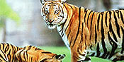 wildlife tours, wildlife in India, india wildlife tours, indian wildlife tour, wildlife tiger tours, elephant safari tours, jeep safari tours