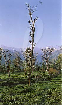 Palampur