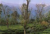 Palampur