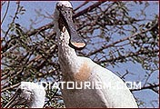 Bharatpur Birds