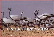 Bharatpur Birds