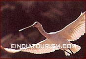 Bharatpur Birds