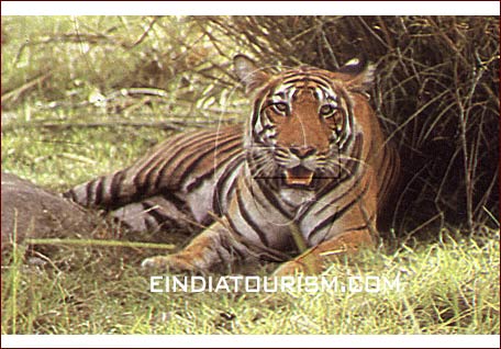 Tiger Image Ranthambor