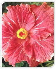 Aromatheraphy