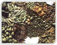 Unani Medicine