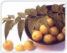 Amla & Neem