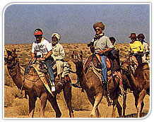 Camel Safari