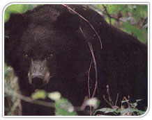 Himalayan Black Bear