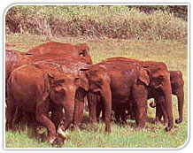 Elephants, India