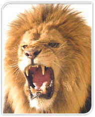 Gir National Park, Lion in Wild, India Lions, Indian Lions, Lions India