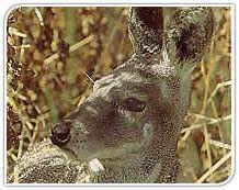 Musk Deer,India