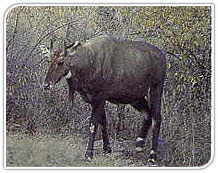 Nilgai