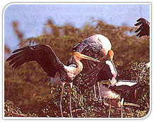 Painted stork,India