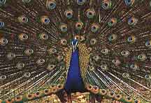 Dancing Peacock