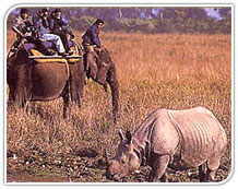 Rhino,India