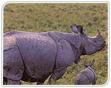 Rhinoceros,India