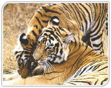 Tigers, Sariska National Park