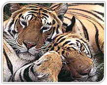 Tiger,India