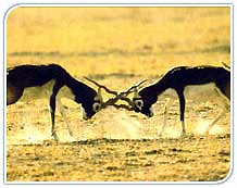 Blackbuck in Kanha National Park