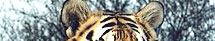Kanha Travel Guide