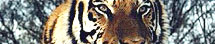Kanha Travel Guide