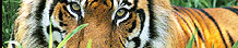 Kanha Travel Guide