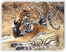 Tiger in Kanha National Park