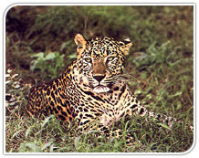 Kabini