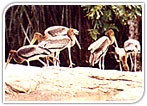 Ranganthittu Bird Sanctuary