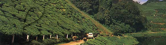 Hillstation
