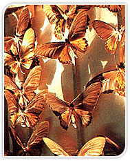 Specimens of Butterflies