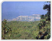 Amboli