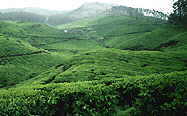 Hill Station, Munnar