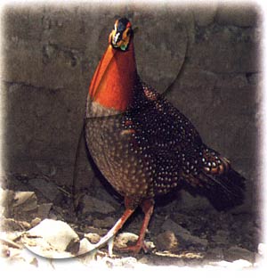 Blythes-trogopan