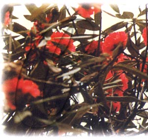 rhododendrons-plant